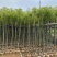 香樟3-15分，基地直销，一手货源，无中间商赚差价，大量现货