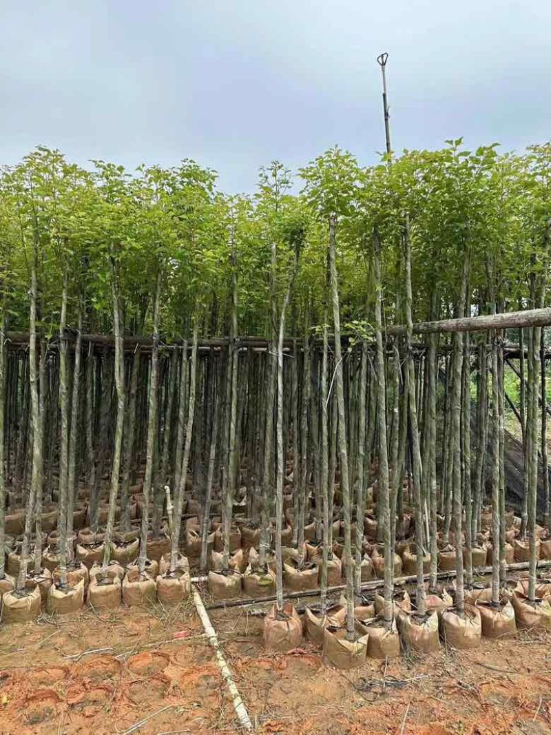 香樟3-15分，基地直销，一手货源，无中间商赚差价，大量现货