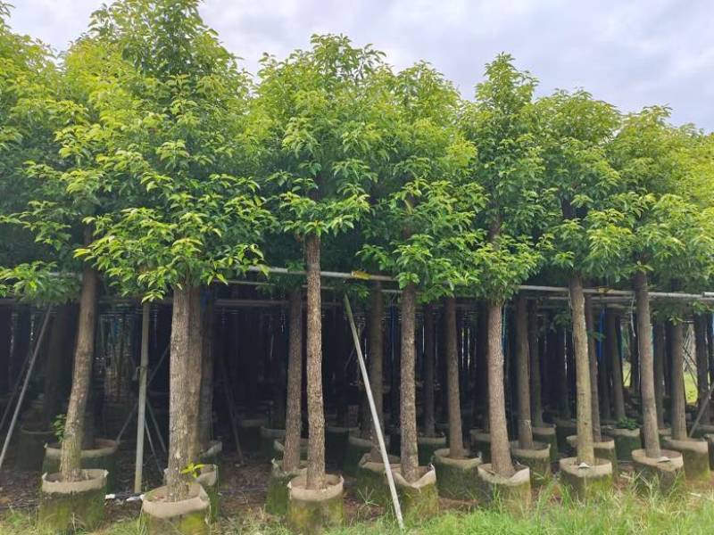 香樟3-15分，基地直销，一手货源，无中间商赚差价，大量现货