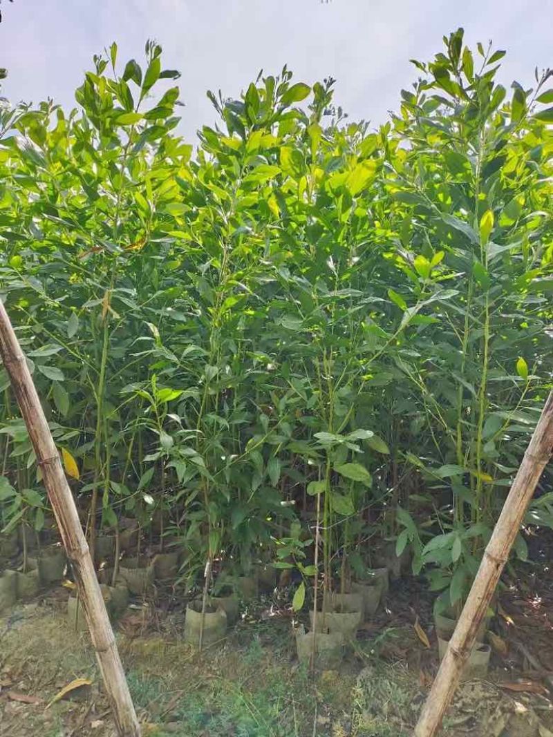马占相思30-300高，基地直销，一手货源，大量现货待售