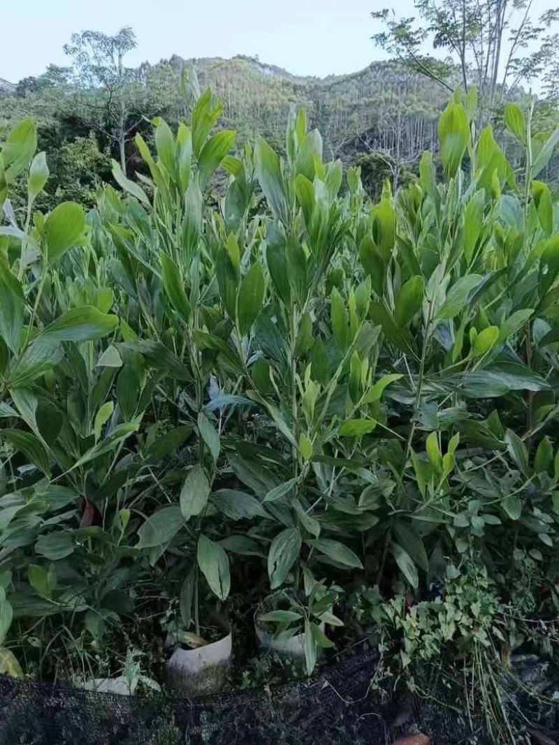 马占相思30-300高，基地直销，一手货源，大量现货待售