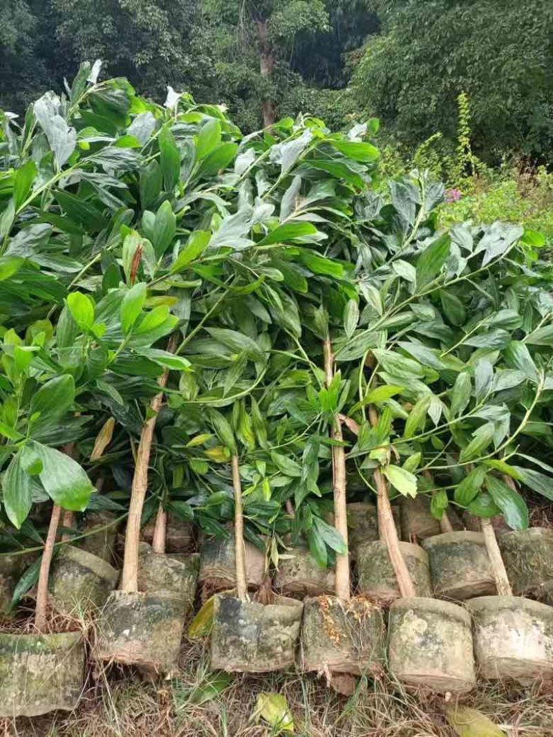 马占相思30-300高，基地直销，一手货源，大量现货待售