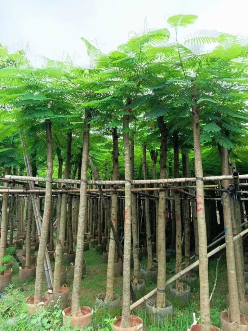 凤凰木3-15分，基地直销，一手货源，规格齐全，欢迎老板咨询