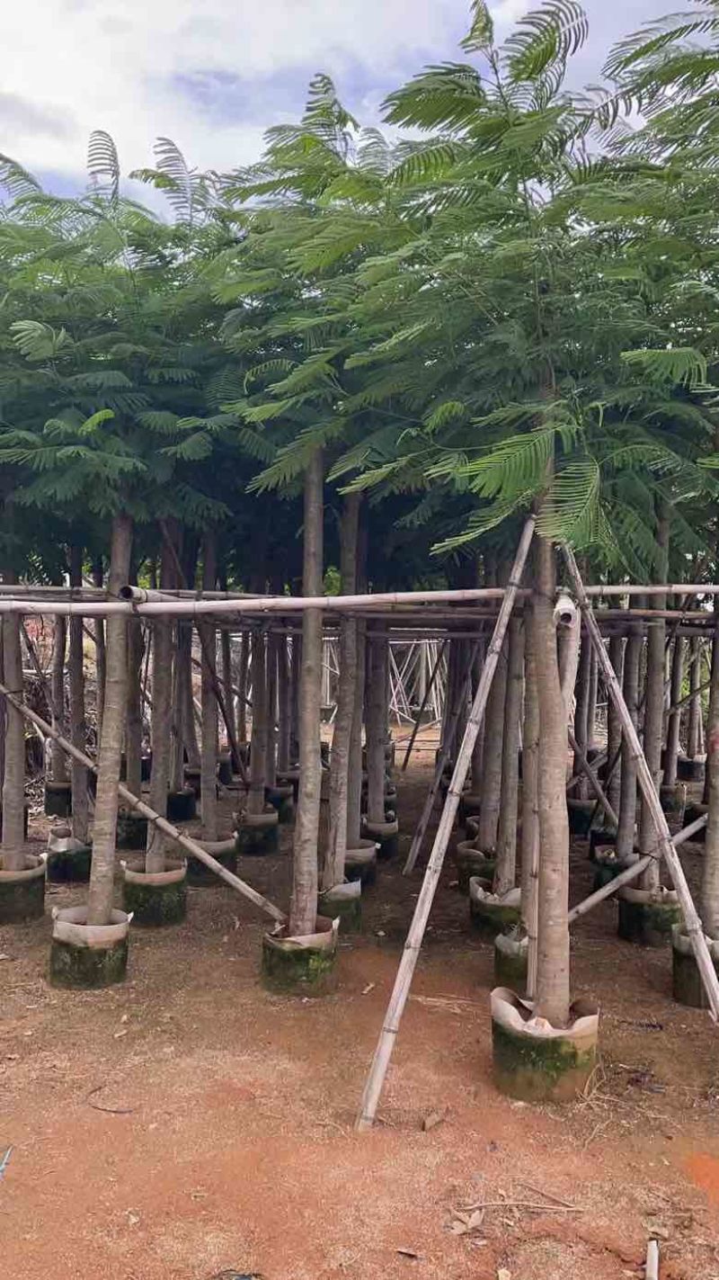 凤凰木3-15分，基地直销，一手货源，规格齐全，欢迎老板咨询
