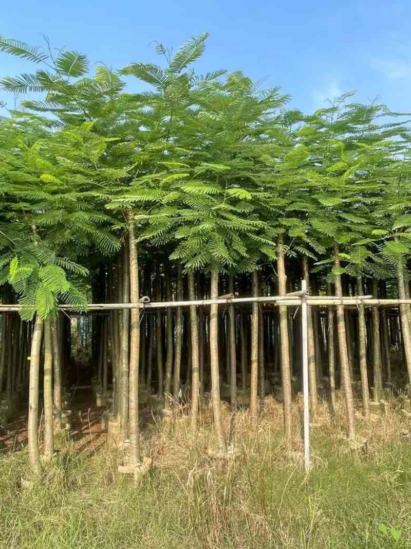 凤凰木3-15分，基地直销，一手货源，规格齐全，欢迎老板咨询