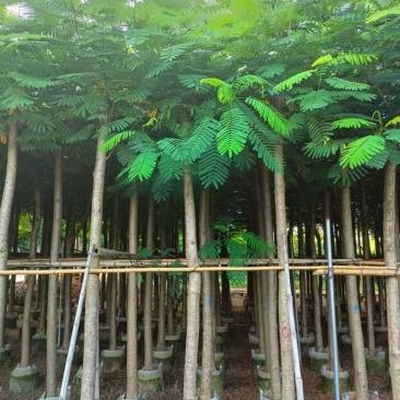 凤凰木3-15分，基地直销，一手货源，规格齐全，欢迎老板咨询