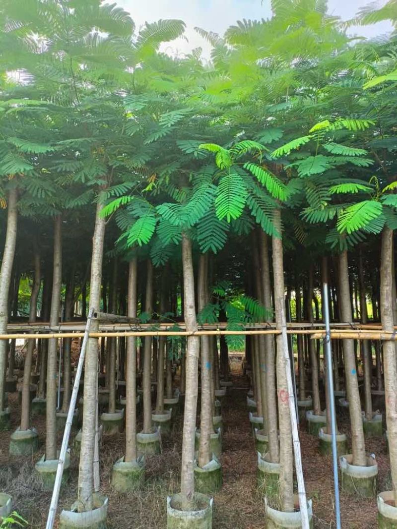 凤凰木3-15分，基地直销，一手货源，规格齐全，欢迎老板咨询