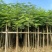 凤凰木3-15分，基地直销，一手货源，规格齐全，欢迎老板咨询