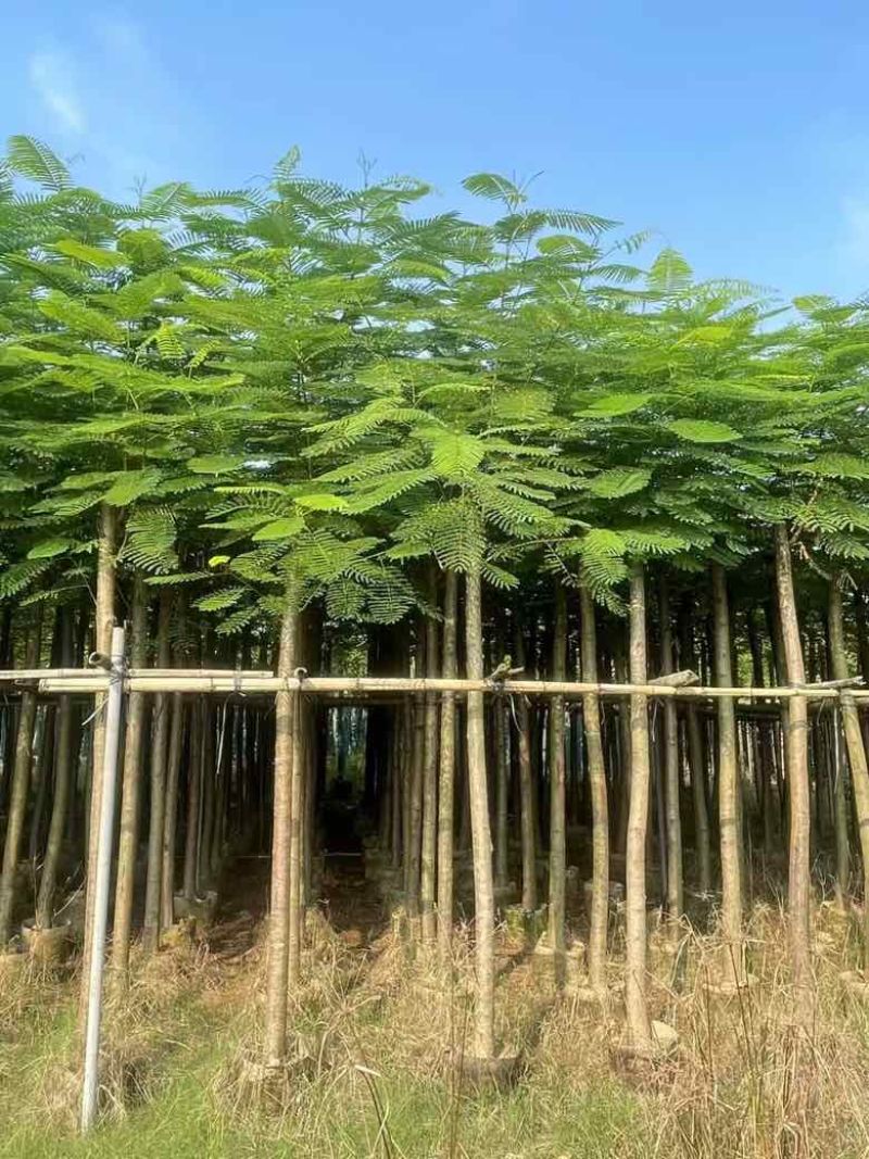 凤凰木3-15分，基地直销，一手货源，规格齐全，欢迎老板咨询