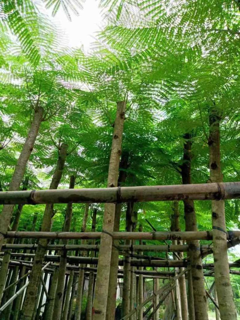 凤凰木3-15分，基地直销，一手货源，规格齐全，欢迎老板咨询