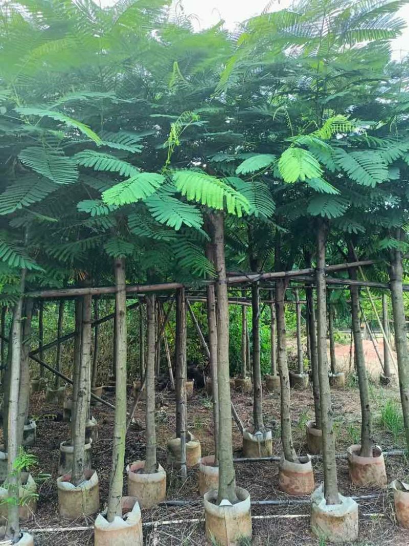 凤凰木3-15分，基地直销，一手货源，规格齐全，欢迎老板咨询