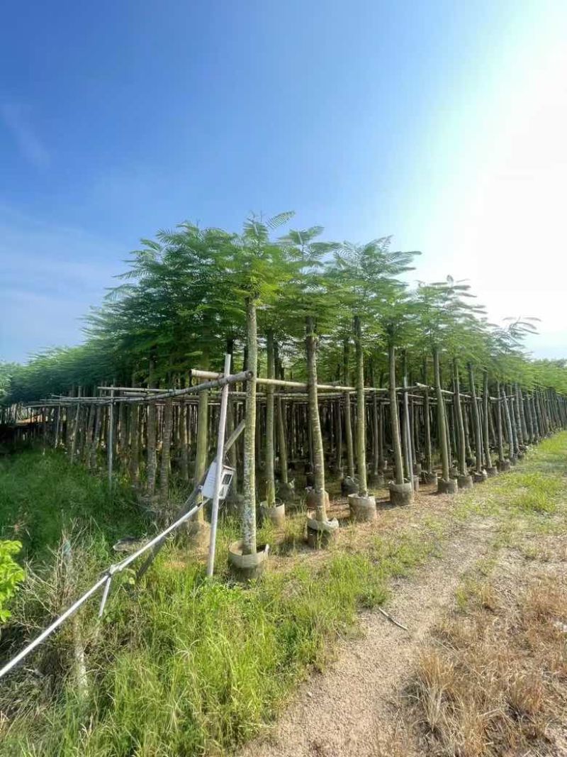 凤凰木3-15分，基地直销，一手货源，规格齐全，欢迎老板咨询