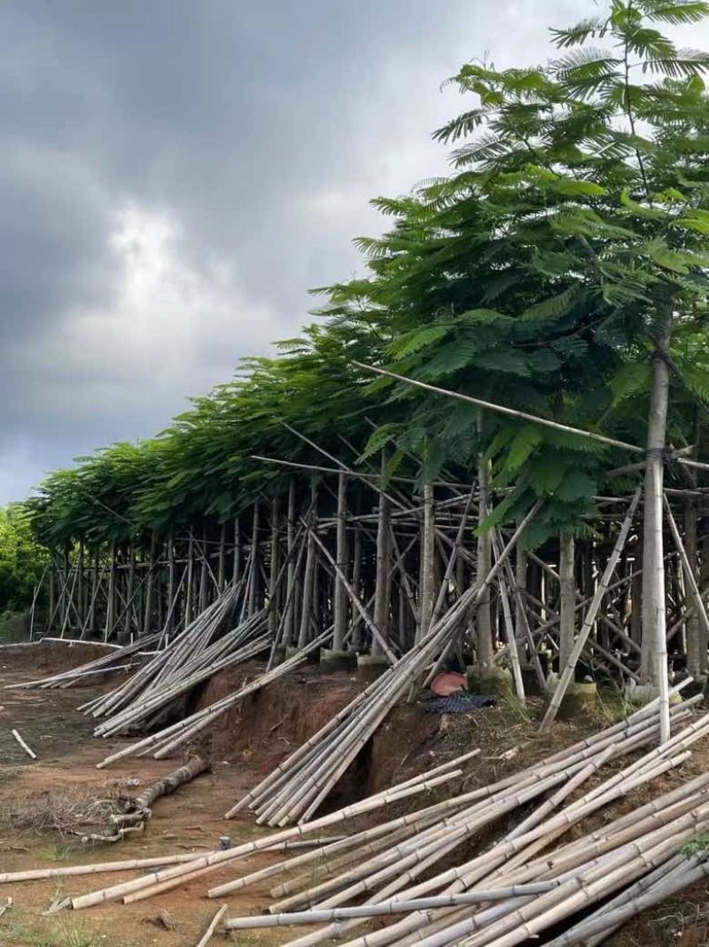凤凰木3-15分，基地直销，一手货源，规格齐全，欢迎老板咨询