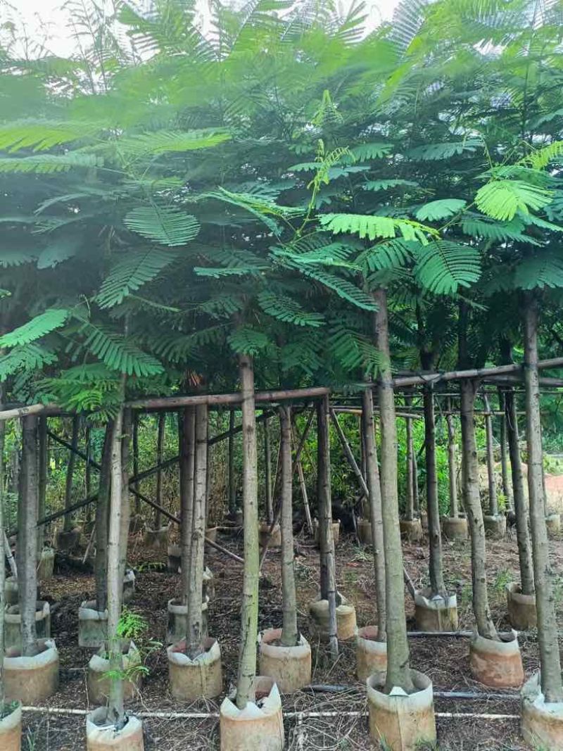 凤凰木3-15分，基地直销，一手货源，规格齐全，欢迎老板咨询