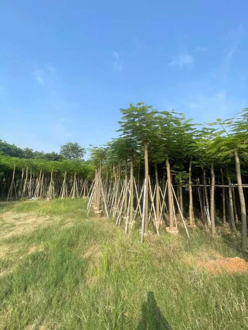 凤凰木3-15分，基地直销，一手货源，规格齐全，欢迎老板咨询