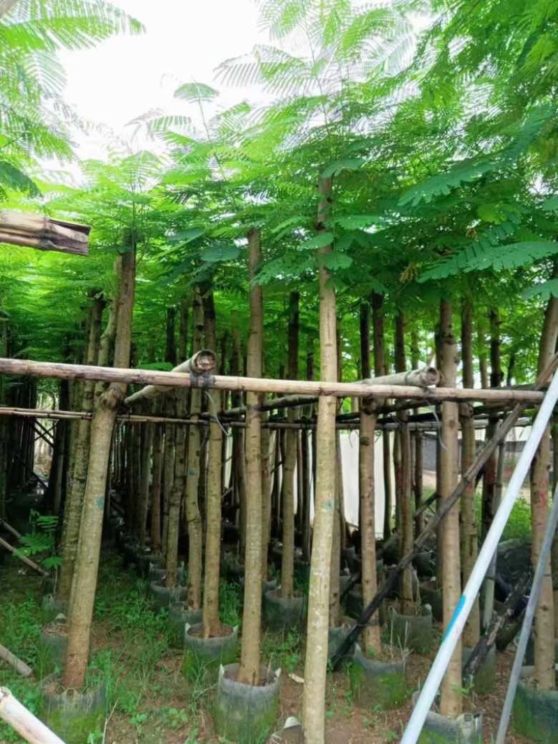 凤凰木3-15分，基地直销，一手货源，规格齐全，欢迎老板咨询