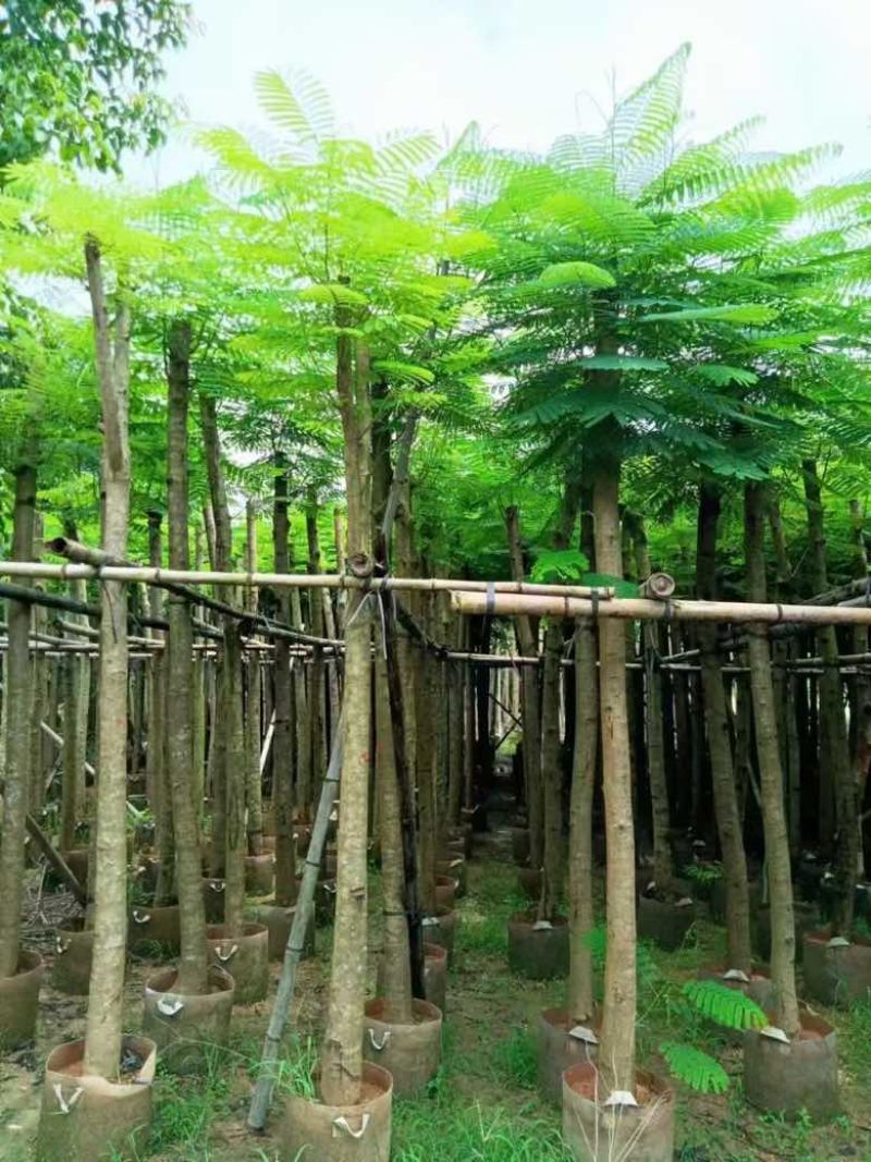 凤凰木3-15分，基地直销，一手货源，规格齐全，欢迎老板咨询
