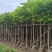 本地火焰木3-15分，基地直销，一手货源，大量低价出售