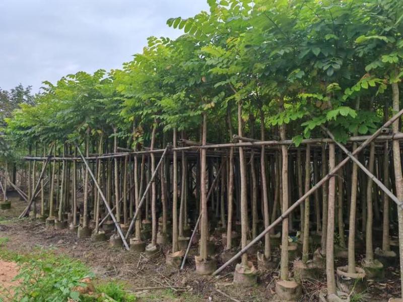 本地火焰木3-15分，基地直销，一手货源，大量低价出售