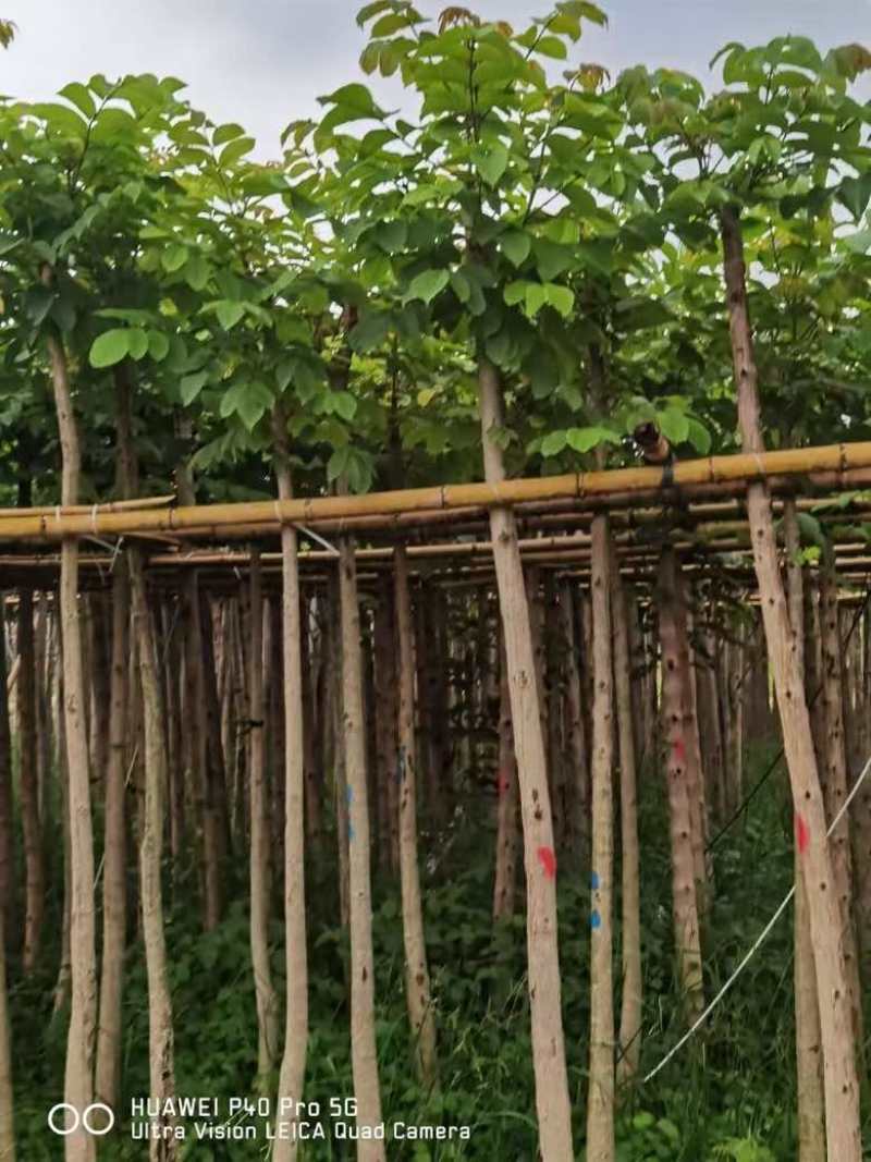 本地火焰木3-15分，基地直销，一手货源，大量低价出售