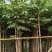 本地火焰木3-15分，基地直销，一手货源，大量低价出售