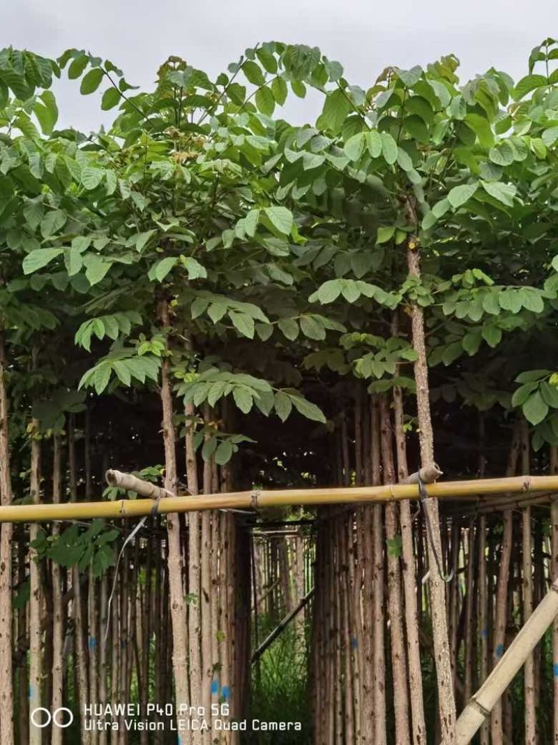 本地火焰木3-15分，基地直销，一手货源，大量低价出售
