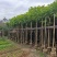 本地火焰木3-15分，基地直销，一手货源，大量低价出售