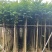 本地火焰木3-15分，基地直销，一手货源，大量低价出售