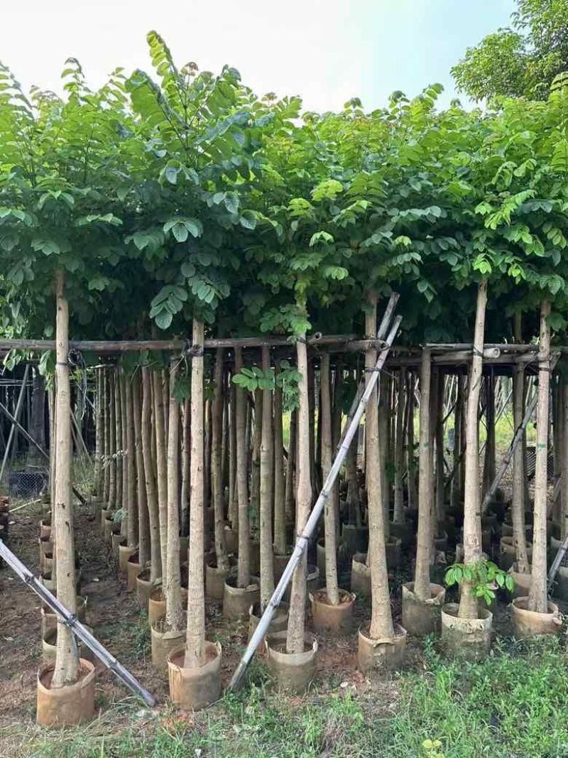 本地火焰木3-15分，基地直销，一手货源，大量低价出售