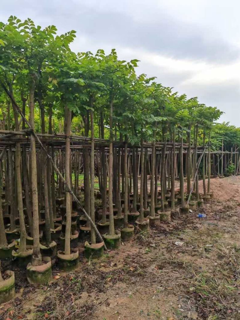 本地火焰木3-15分，基地直销，一手货源，大量低价出售