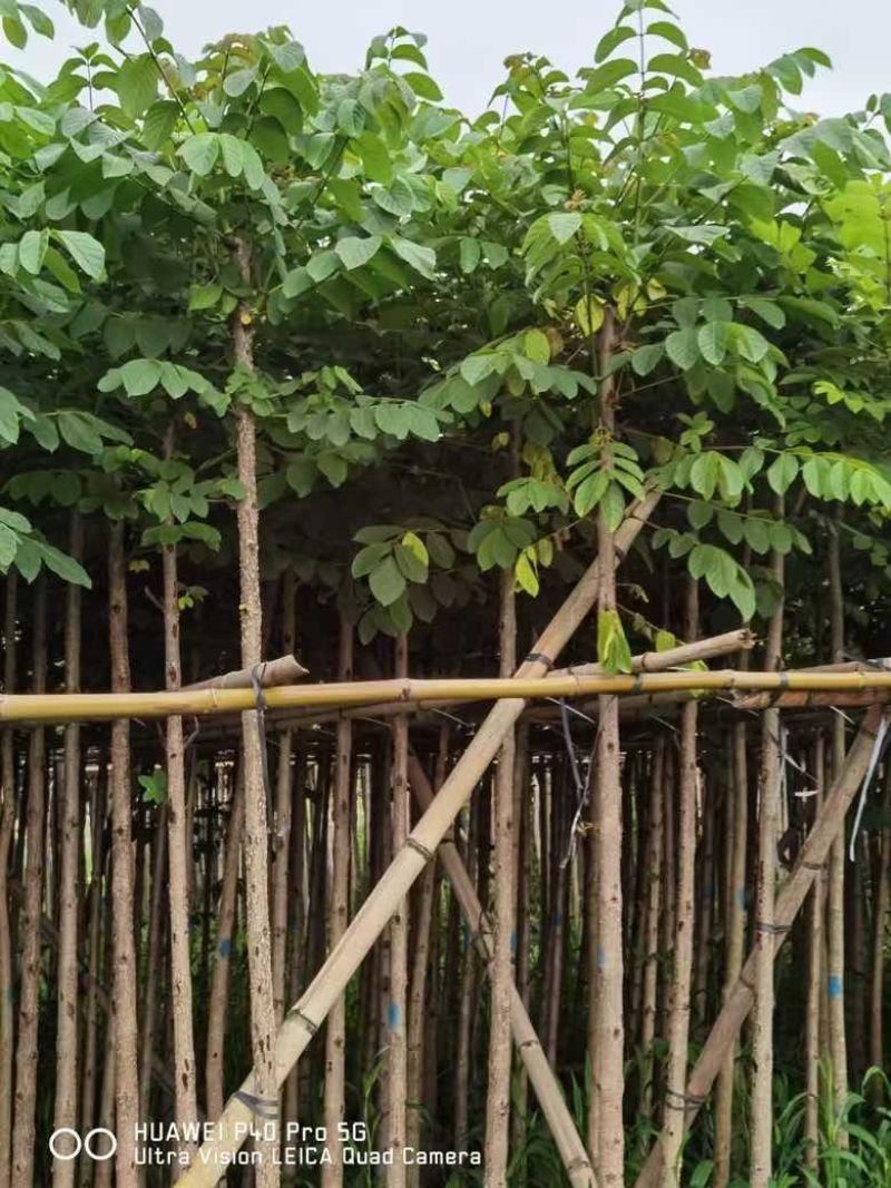 本地火焰木3-15分，基地直销，一手货源，大量低价出售