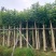 本地火焰木3-15分，基地直销，一手货源，大量低价出售