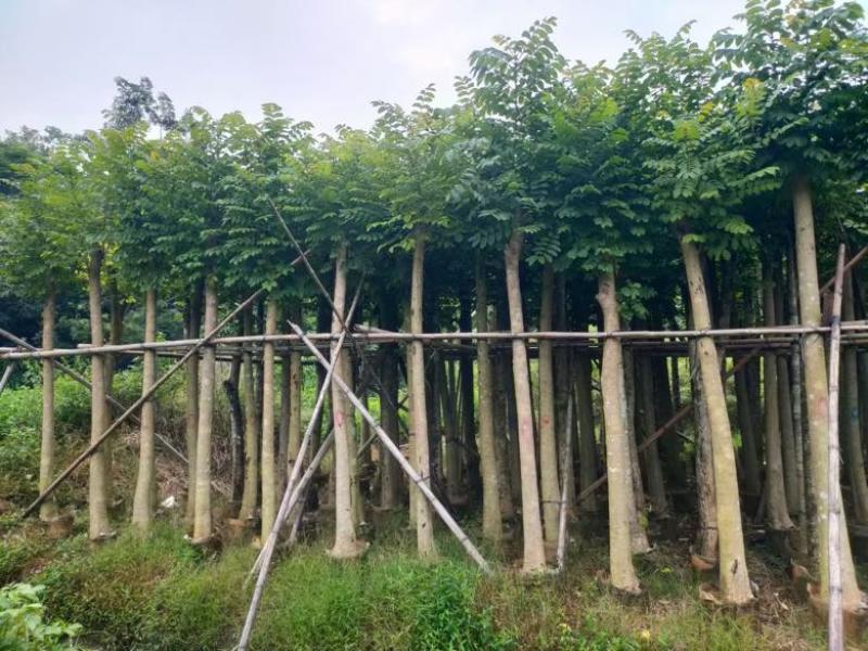 本地火焰木3-15分，基地直销，一手货源，大量低价出售