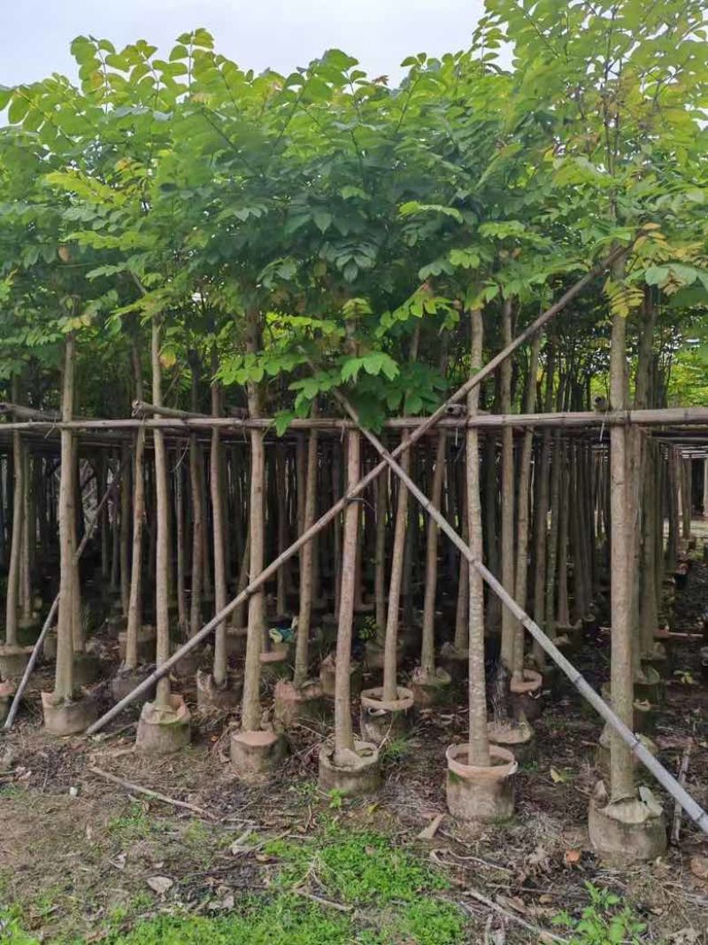 本地火焰木3-15分，基地直销，一手货源，大量低价出售