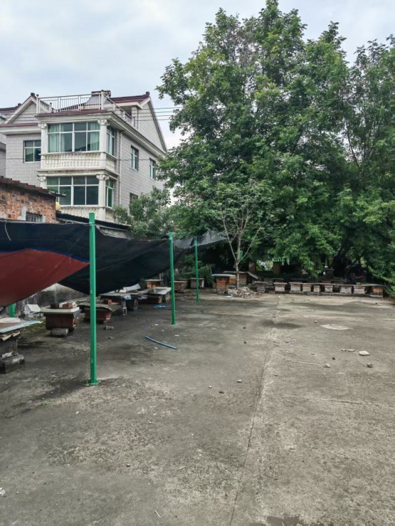 自家养的土蜂蜜。一年取一次