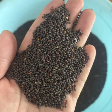 河北高介酸小红菜籽