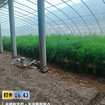 千亩芦笋太原产地精品绿芦笋
