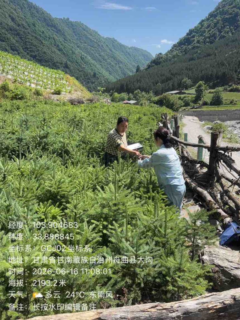 云杉杯苗21杯1米以上