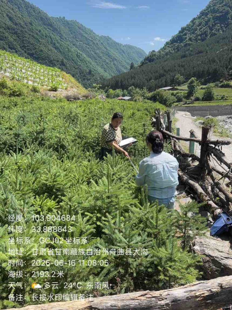 云杉杯苗21杯1米以上