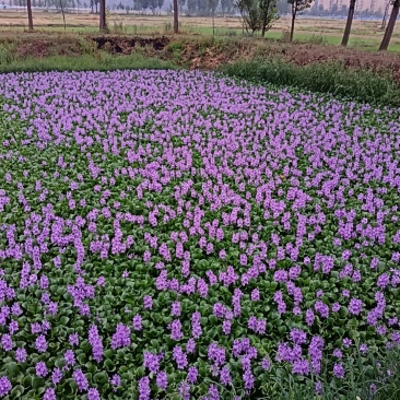 水鲜花水芙蓉