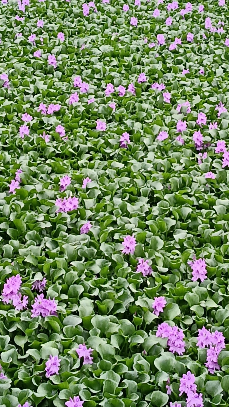 水鲜花水芙蓉