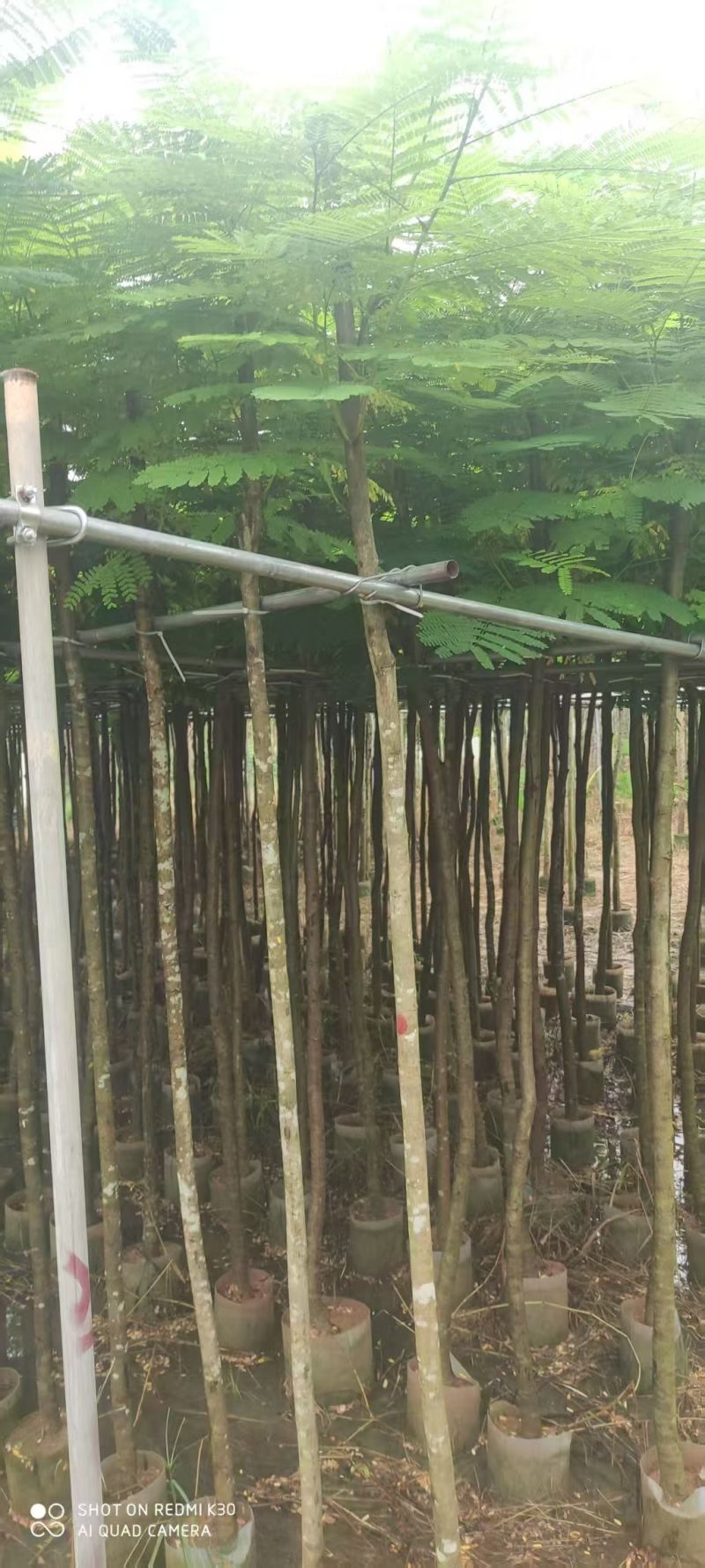 凤凰木3--4--5分，量大价优，