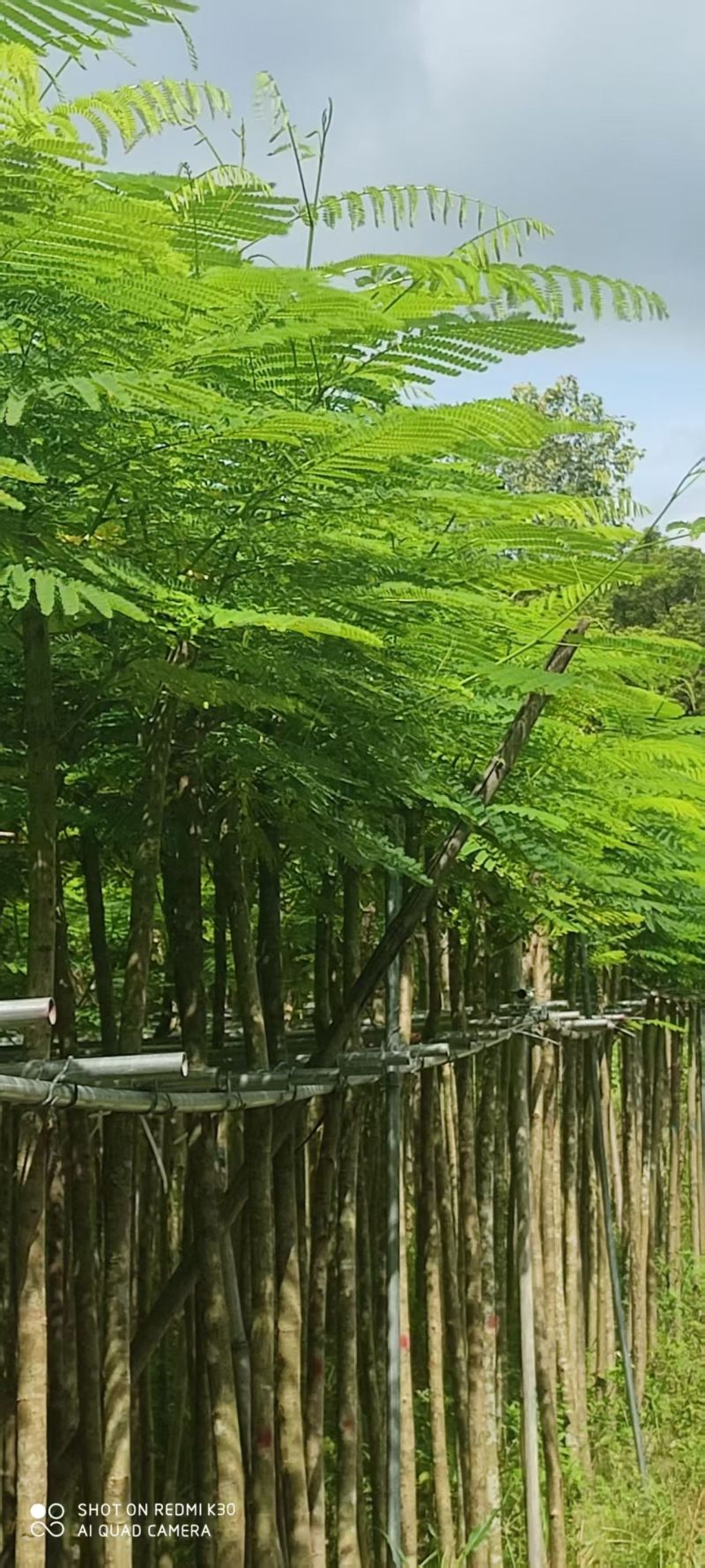 凤凰木3--4--5分，量大价优，