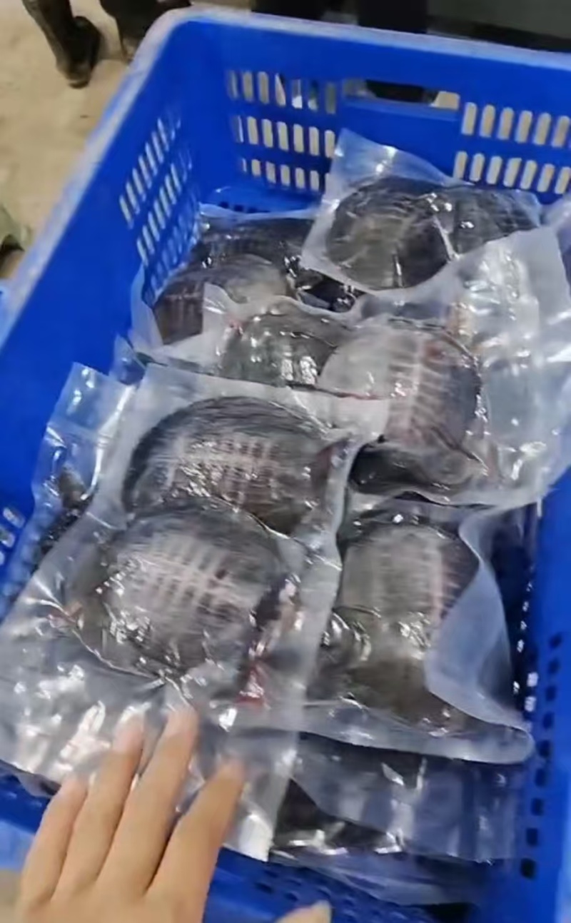 鲜活宰杀甲鱼生坯