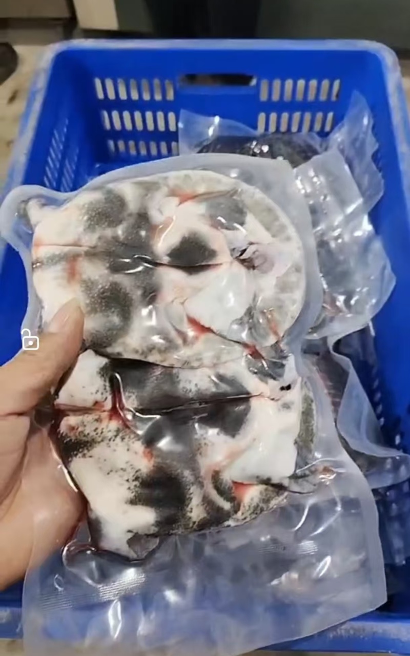 鲜活宰杀甲鱼生坯