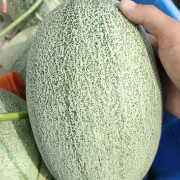 晓蜜25