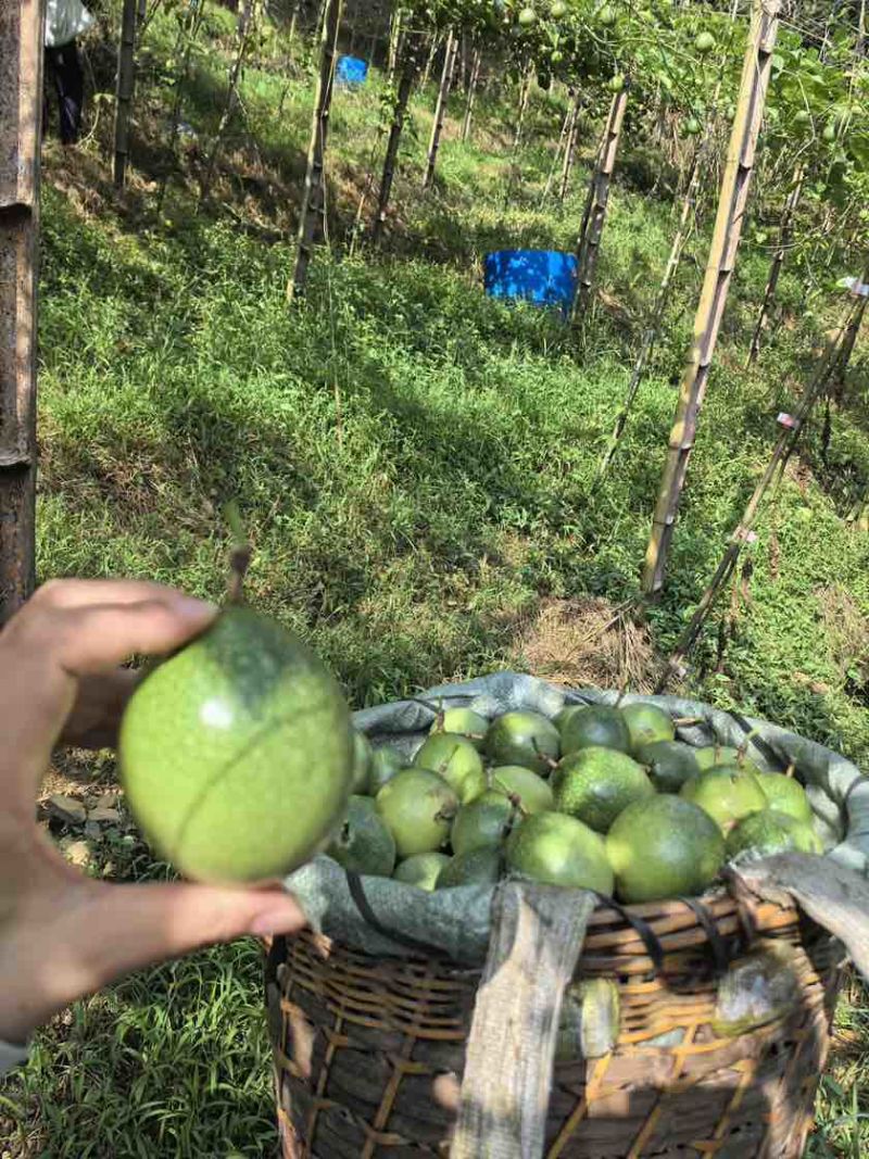 钦蜜九号百香果9甜1酸鲜果上市按需做货
