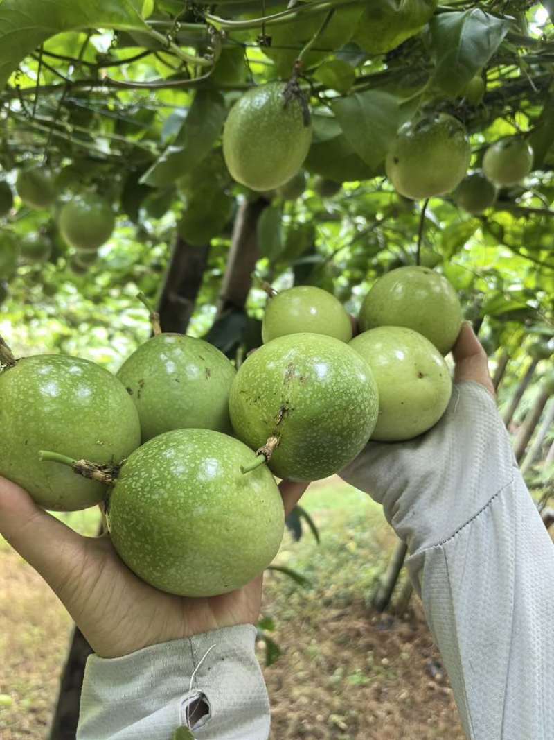 钦蜜九号百香果9甜1酸鲜果上市按需做货