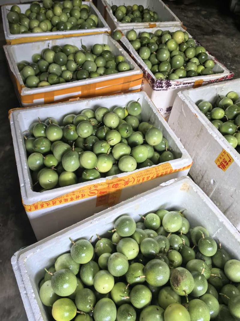 钦蜜九号百香果9甜1酸鲜果上市按需做货