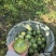 钦蜜九号百香果9甜1酸鲜果上市按需做货